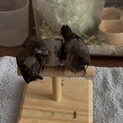 手乗りヨーロッパ十姉妹　セルフチョコレートひな