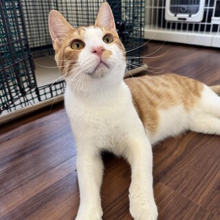 茶白　男の子　推定1歳　トナカイ君