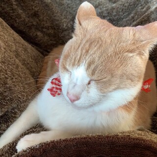 優しい猫です一緒に寝てくれてすぐなつきます