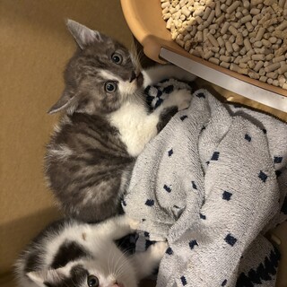 2か月くらいの子猫ちゃん