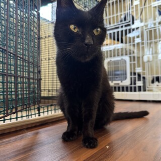 黒猫　女の子　推定10歳　めいちゃん