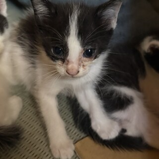 生後1ヶ月半の子猫の兄妹です！（掲載時時点）