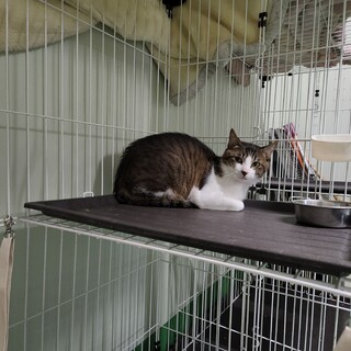 譲渡がきまりました。ありがとうございました