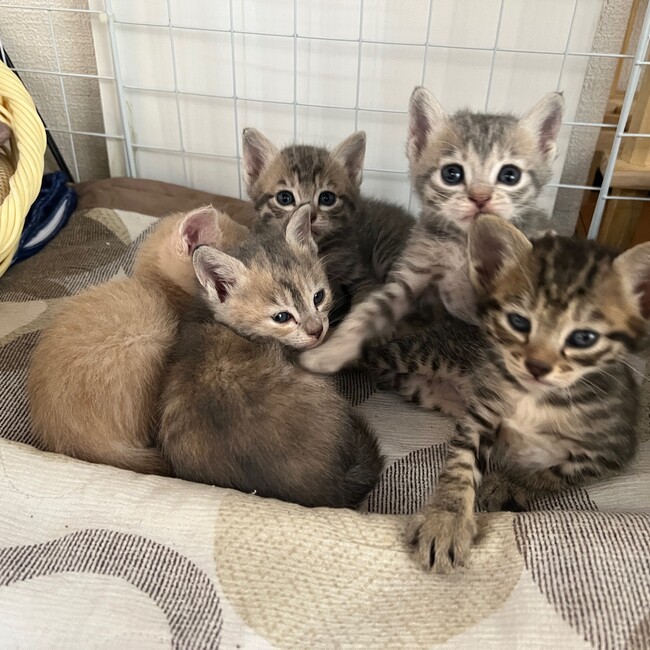 にゃんこハウスのカバー写真