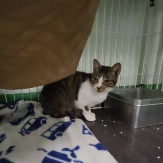 里親募集様決まりました。ありがとうございました。