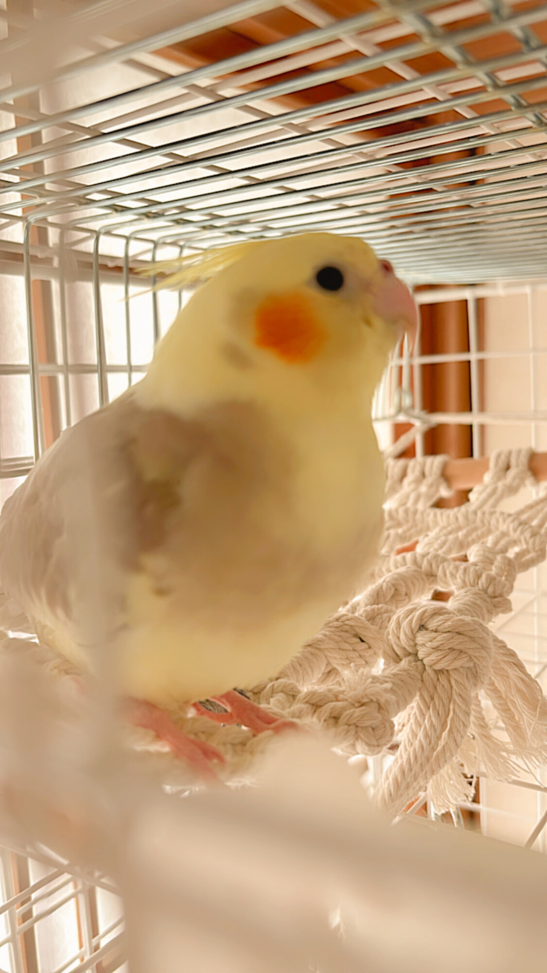 オカメインコ」千葉県 - 鳥の里親募集(517103) :: ペットの