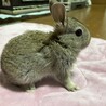 仮名コンソメ（♂未去勢）、2025/5/14生まれ サムネイル2