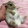 仮名コンソメ（♂未去勢）、2025/5/14生まれ サムネイル4