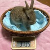 仮名コンソメ（♂未去勢）、2025/5/14生まれ サムネイル5