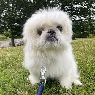 とぼけたお顔が魅力のペキニーズmix「シトロン君」