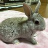 仮名フュメ（♂未去勢）、2025/5/14生まれ サムネイル2