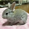 仮名フュメ（♂未去勢）、2025/5/14生まれ サムネイル3