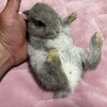 仮名フュメ（♂未去勢）、2025/5/14生まれ サムネイル4