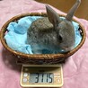 仮名フュメ（♂未去勢）、2025/5/14生まれ サムネイル5