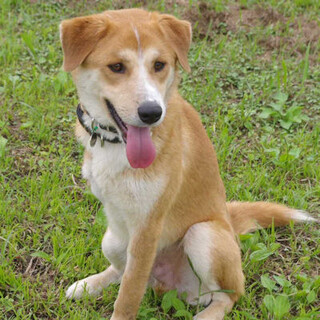 3本脚でもドッグランで遊べるイケメン「ファイト君」