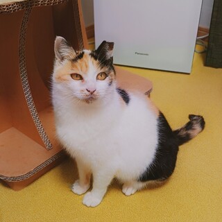 推定10歳の元気な三毛おばあにゃん！