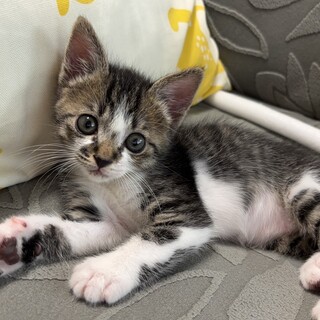 里親決定！きいくん／かわいらしい子猫ちゃん