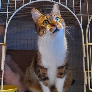 猫初心者さんにもお勧め★甘えん坊キロロちゃん★