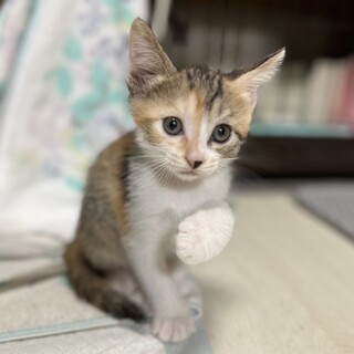 好奇心旺盛　人も猫も大好きな甘えん坊　メルンちゃん