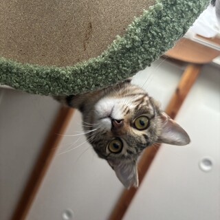 ベンガル風小柄なキジトラちゃん！