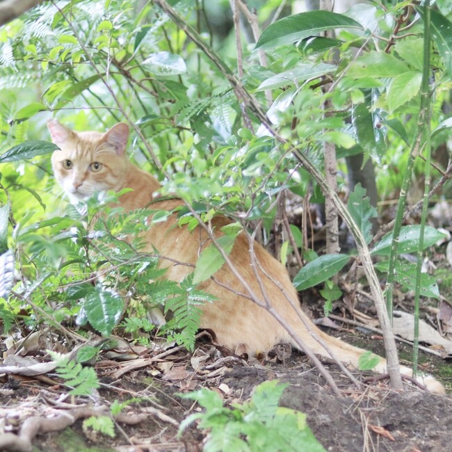 138みゅーじあむ猫の会のカバー写真