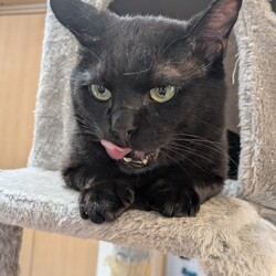 わんにゃん譲渡会