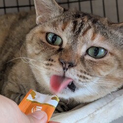 わんにゃん譲渡会