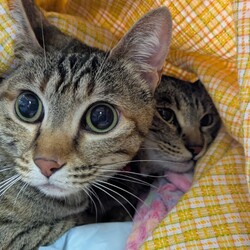 わんにゃん譲渡会