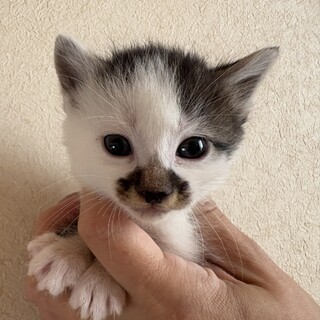 生後一カ月サバ白男の子　二匹目にぴったり