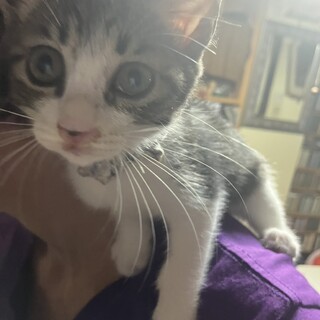 生後２カ月べた慣れスリゴロ　白キジ姉妹