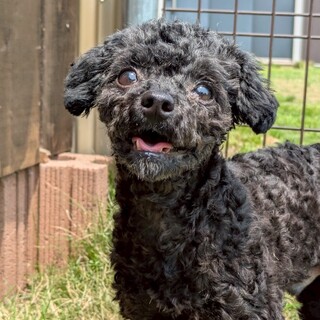 すってんころりん転んでもめげない！Ziggy