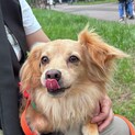 元気いっぱいミックスの男の子デコピン