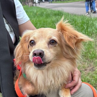 元気いっぱいミックスの男の子デコピン
