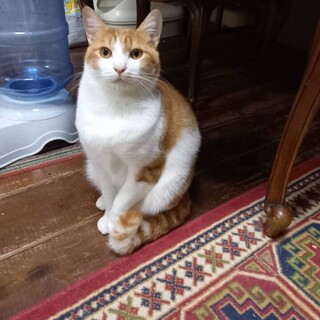 可愛いおめめのチャロくん♡