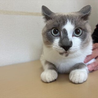 トライアル決定！シャムミックス♡レン君