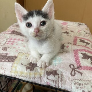 里親決定！つばさくん