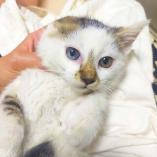 ヘソ天で眠るのんびり君