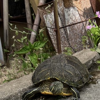 ミドリガメの里親募集しています！