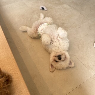 1歳のテテくん僕を可愛がってくれませんか？