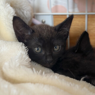 兄妹の中で1番小柄な女の子