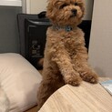お利口な2歳のポム