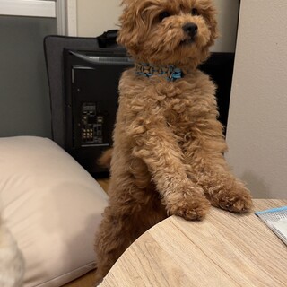 お利口な2歳のポム