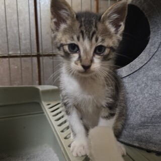 母猫からはぐれた子猫を保護