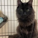 再募集ナレナレの長毛黒猫1歳♡はる君