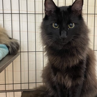 再募集ナレナレの長毛黒猫1歳♡はる君