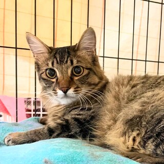 再募集イケメン長毛キジトラ♡なつ君