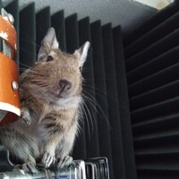 チー