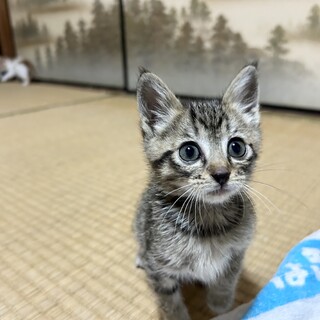 キジ柄の女の子うみちゃん (幸せに繋がりました)