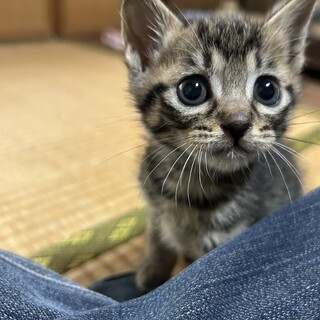 キジ柄の女の子はなちゃん (トライアル決定)