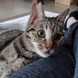 ★人も猫も好きな活発な男の子★